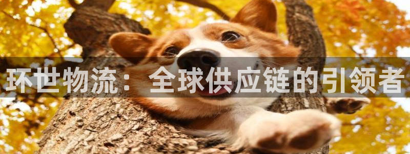 多多28能不能退：环世物流：全球供应